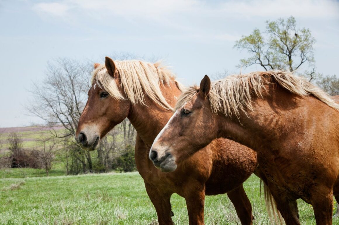 Two belgian draft horses standing in a field