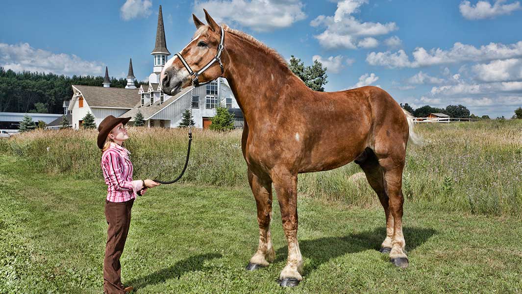 A woman in a pink shirt and cowboy hat stands next to a belgian draft horse named big jake