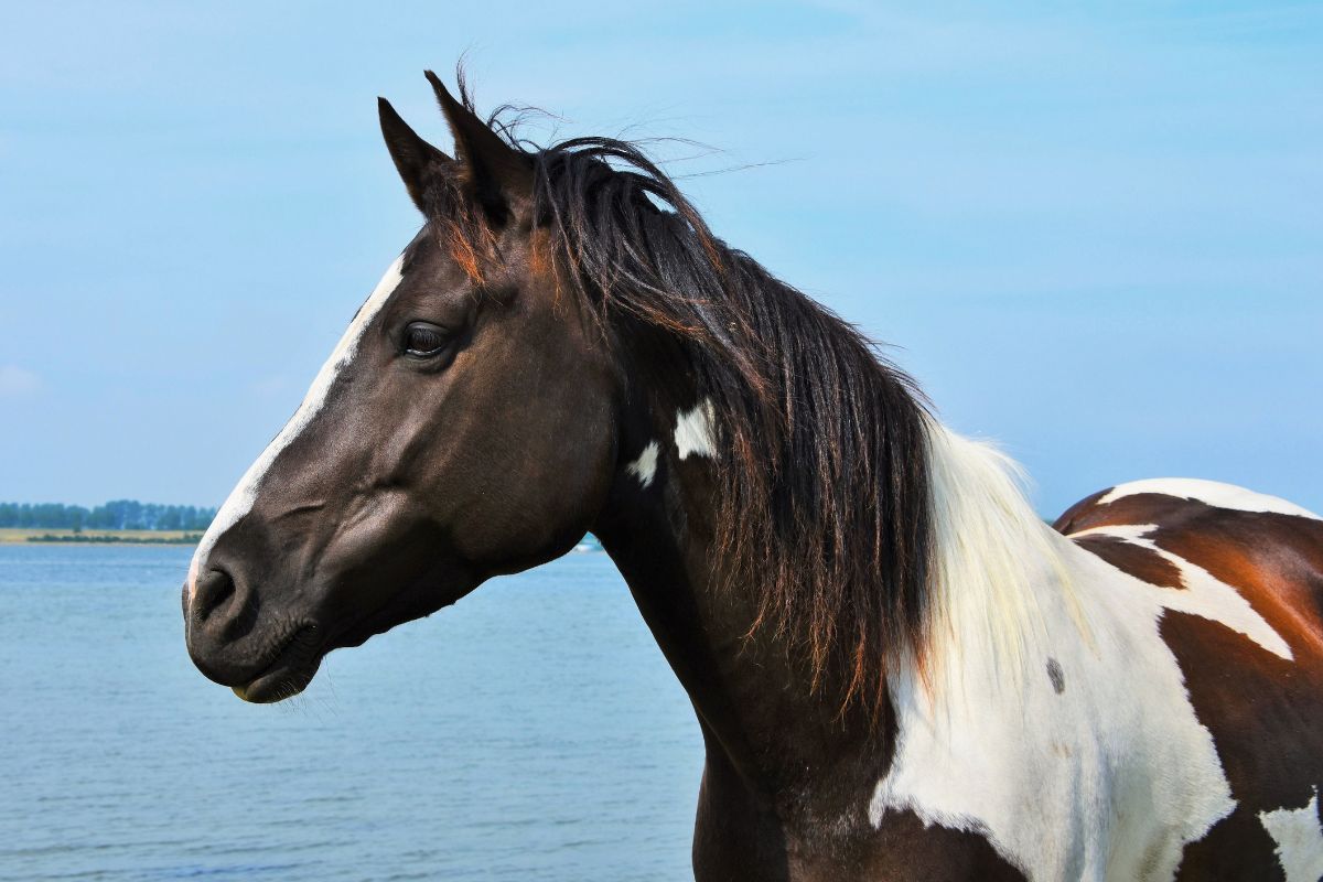 Pint horse standing in front of water