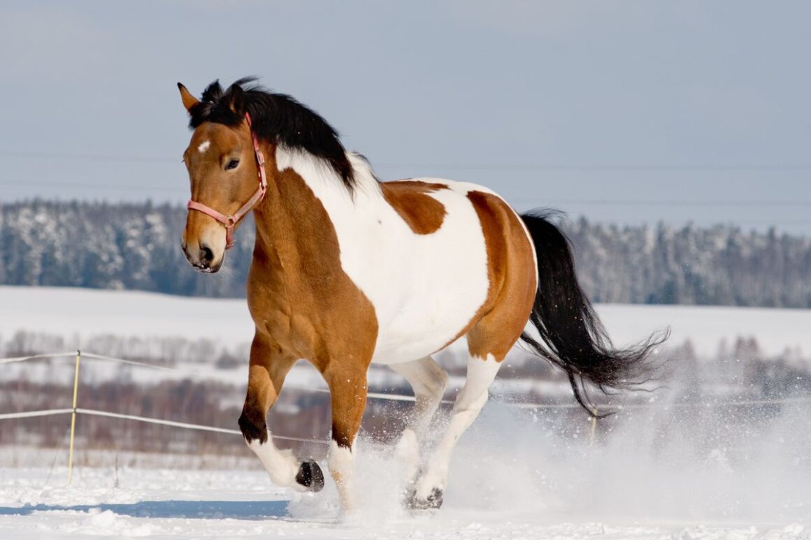 Pinto horse galloping in snow