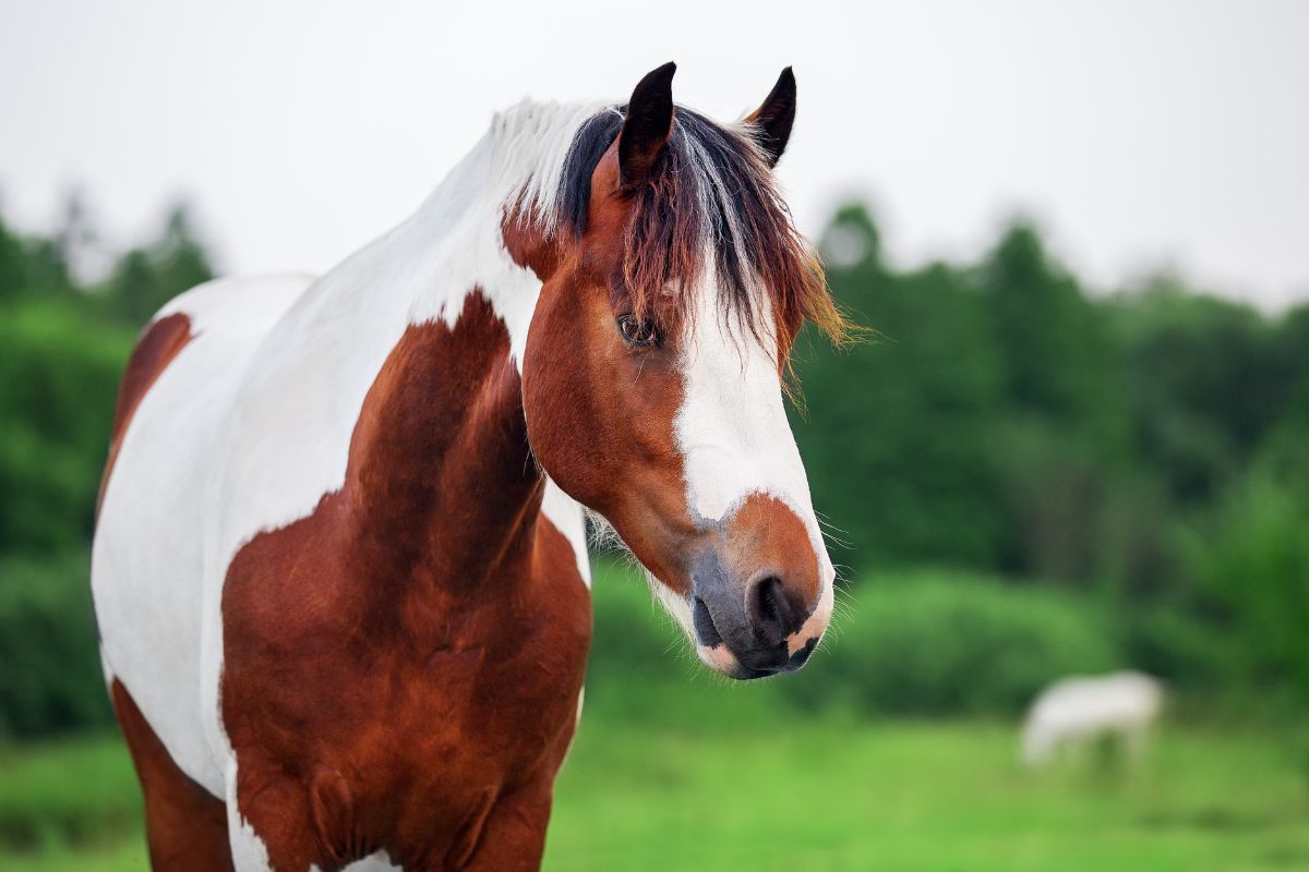 Pinto horse standing in a field