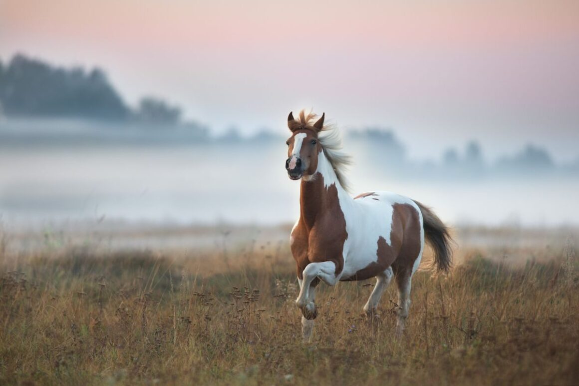 Brown and white pinto horse prancing in a field