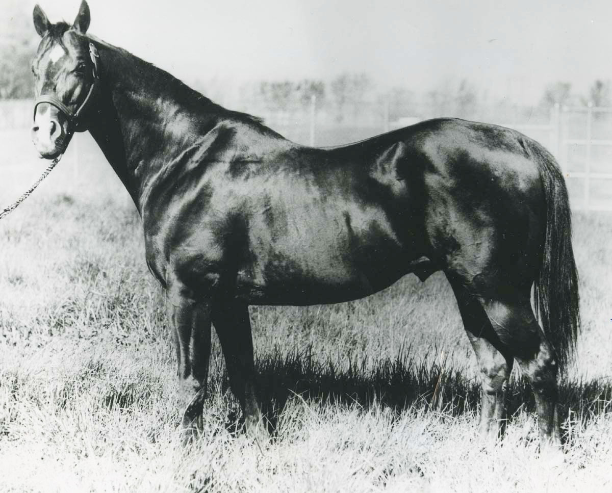Black white photo of the stallion Three Bars