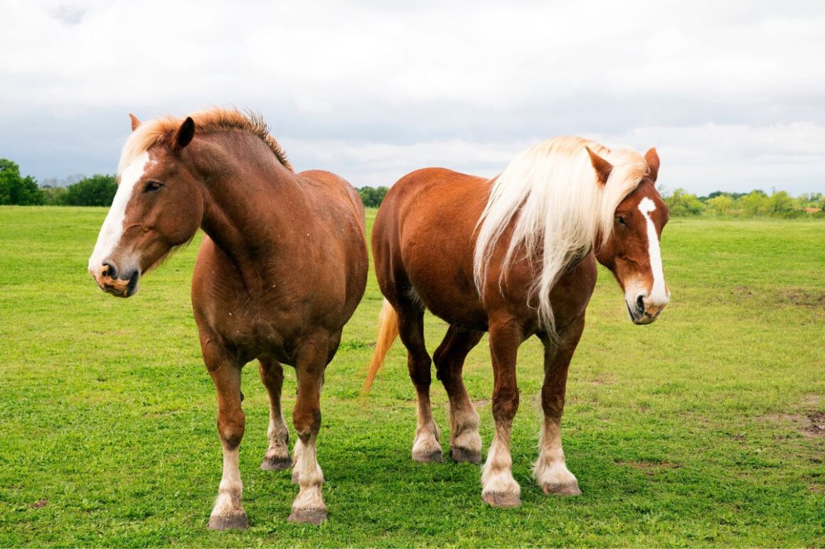 two belgian draft horses standing in a field
