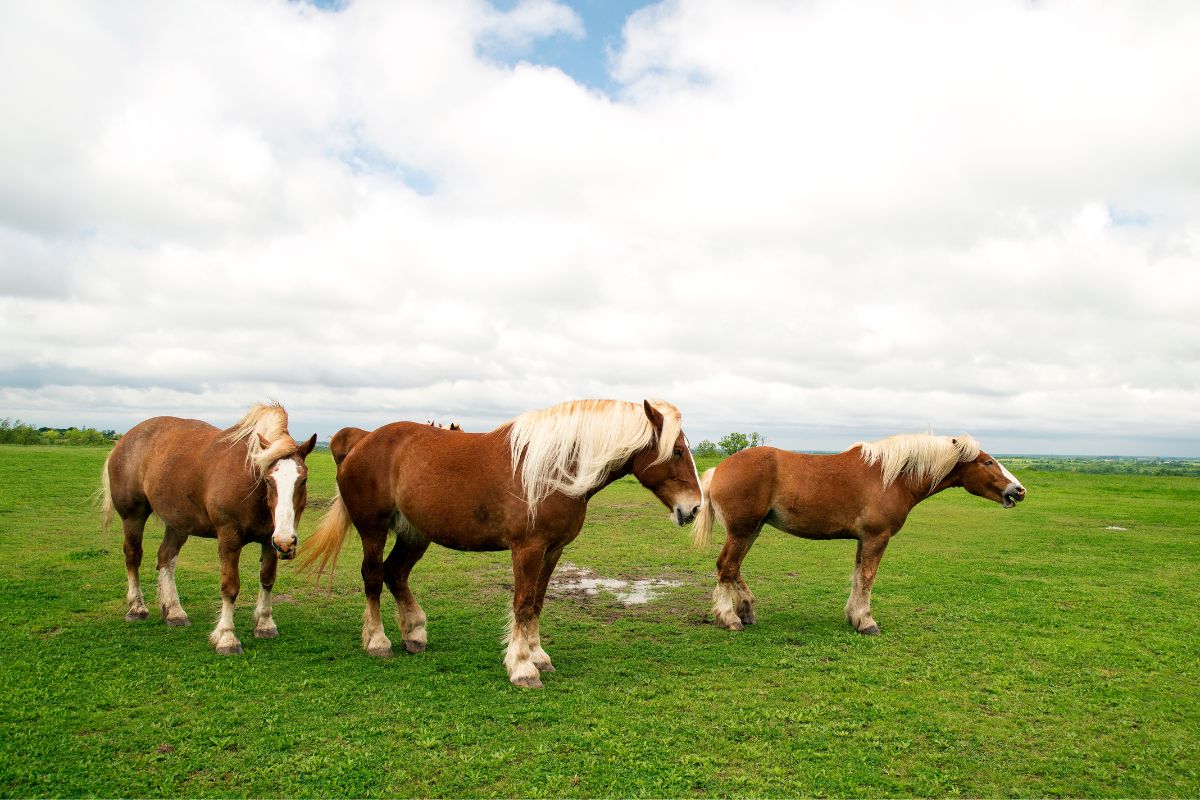 Three belgian draft horses standing in a field