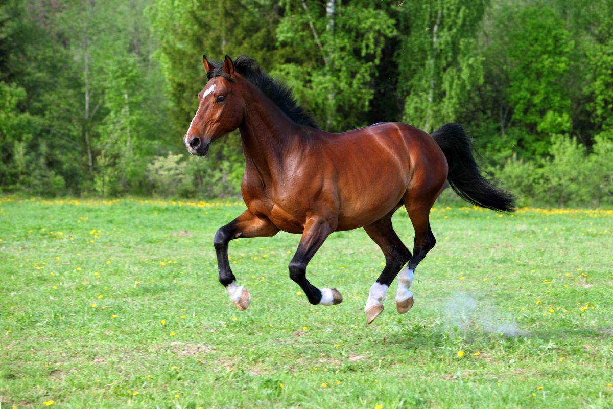 Brown german riding pony galloping in a field