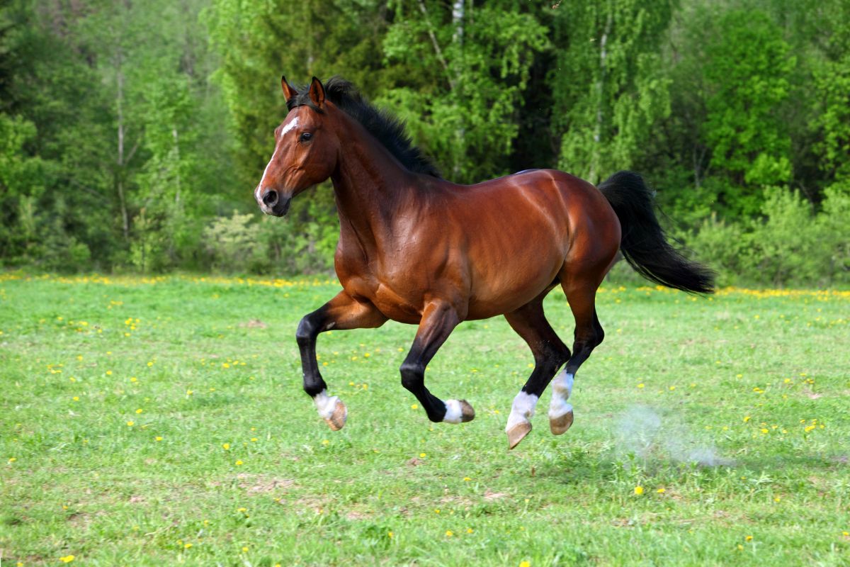 German Riding Pony Love the Energy