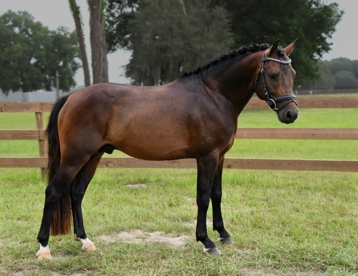 Brown german riding pony stallion standing