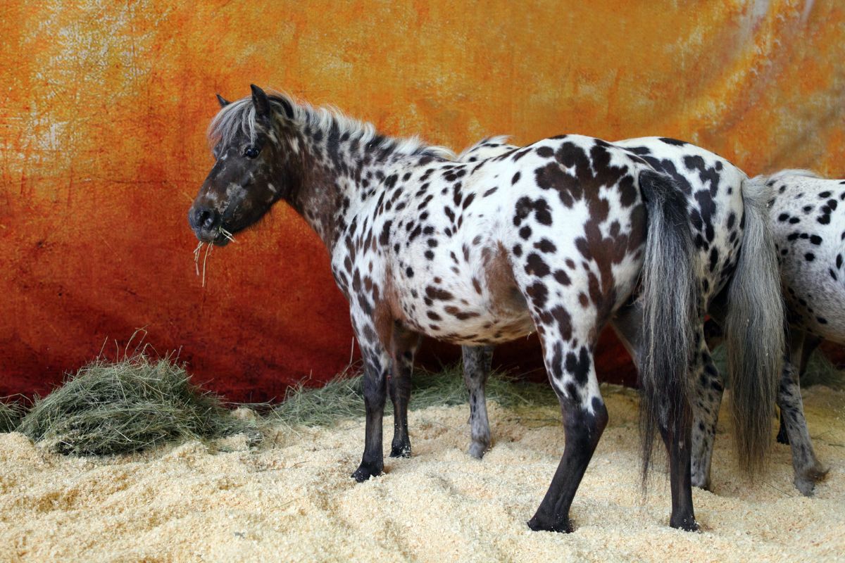 two spotted falabella ponies in a stable eating hay