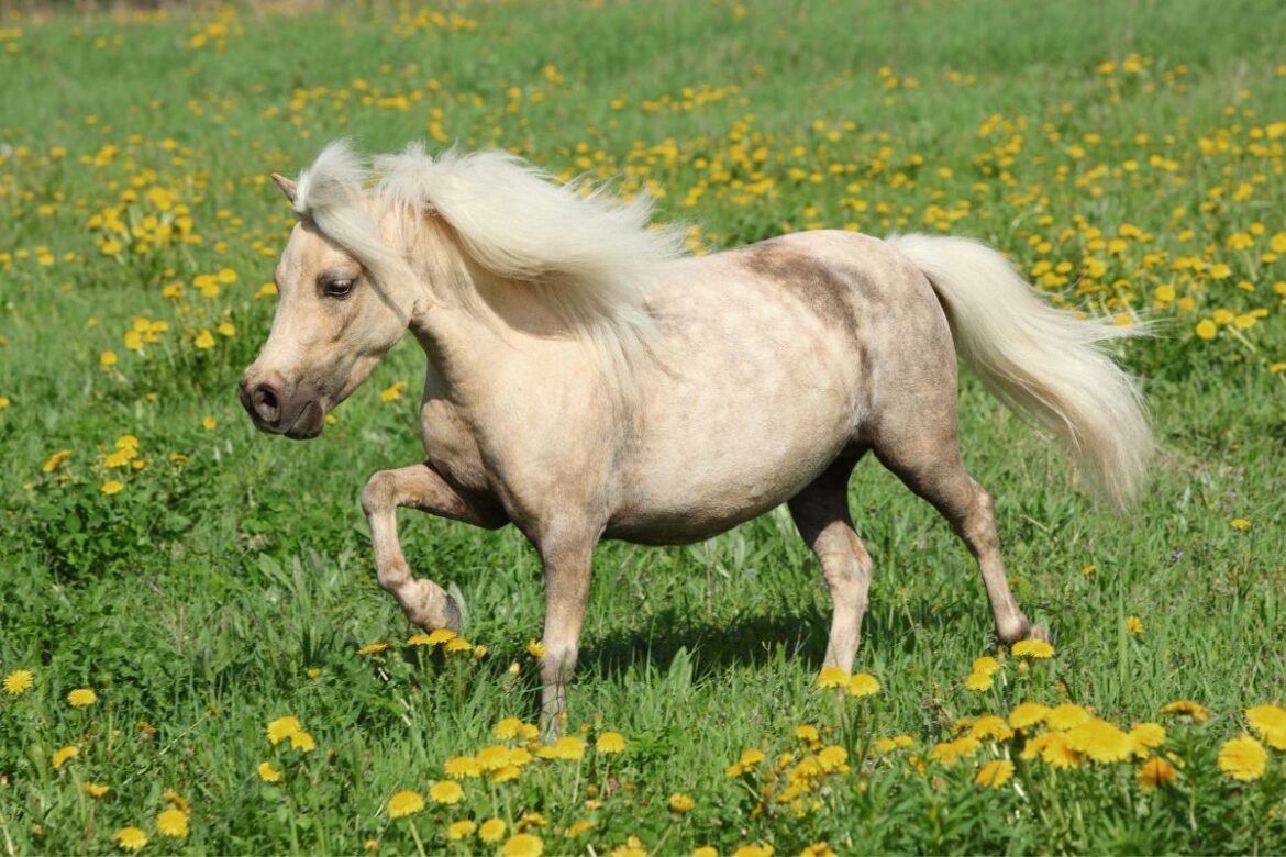 A palomino falabella pony trotting in a field