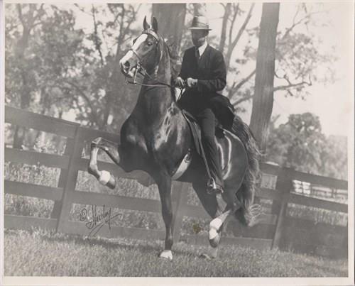 Black and white photo of a man riding an American Saddlebred horse