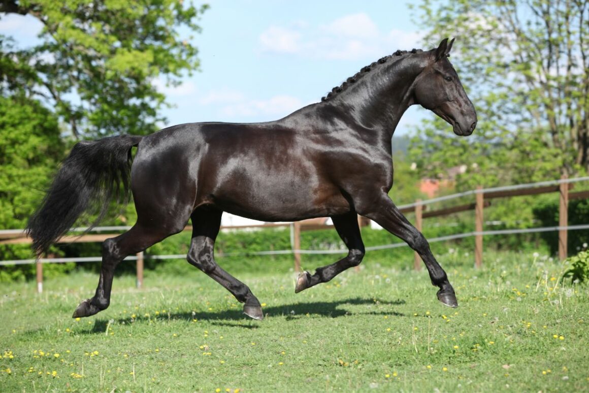 black dutch warmblood horse in a field