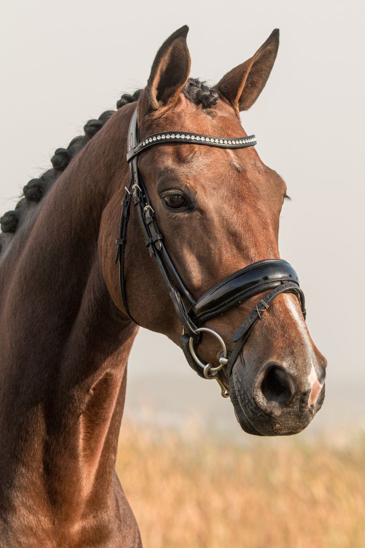 head of a brown dutch warmblood horse with a black bridle