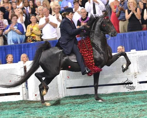 Man riding a black saddlebred horse in the show ring