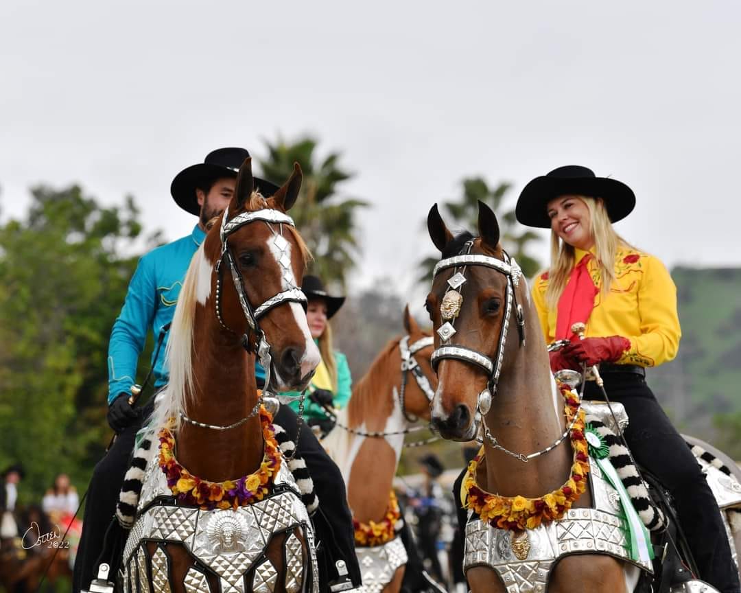 Two saddlebred horses being ridden in a parade