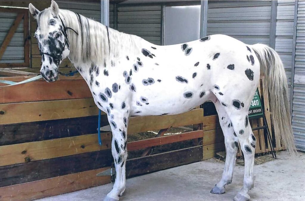 Spotted walkaloosa horse