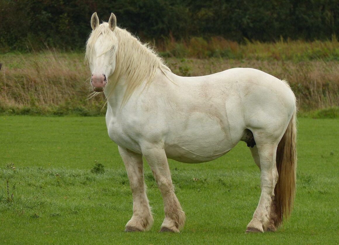 A white Boulonnais horse standing in a field