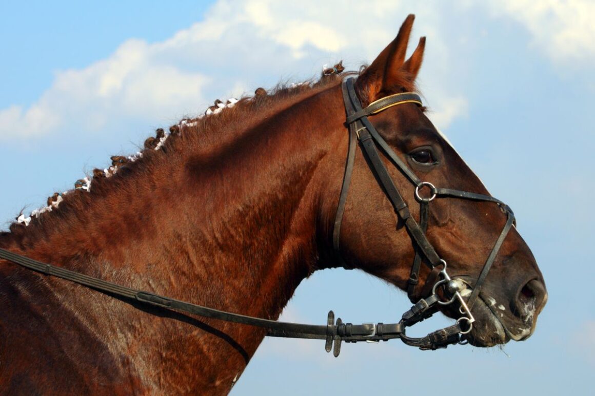 Head of a brown Hanoverian horse
