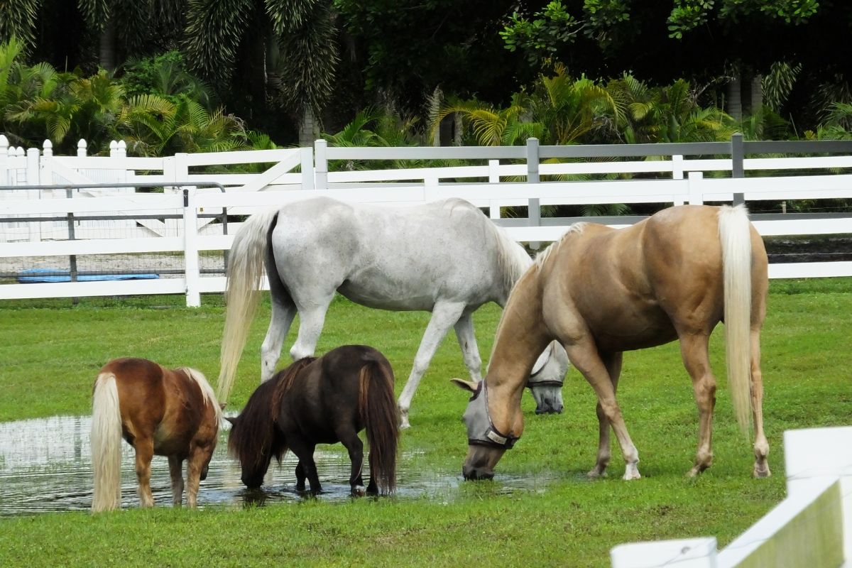 Two regular sized horses next to two mini horses