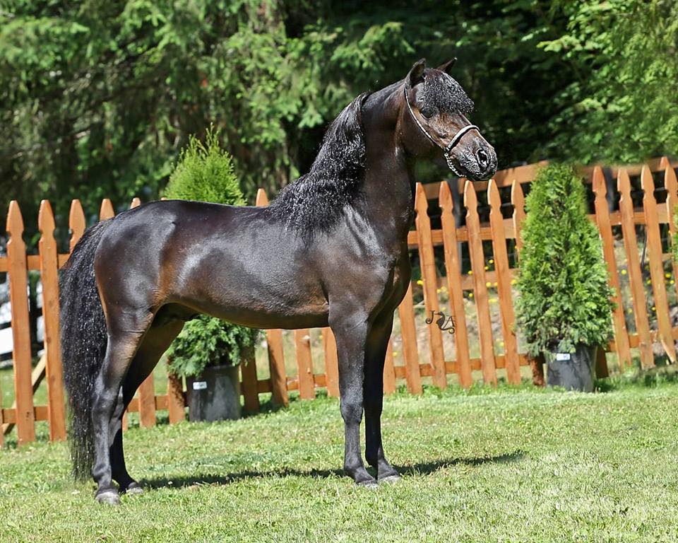 A black miniature horse