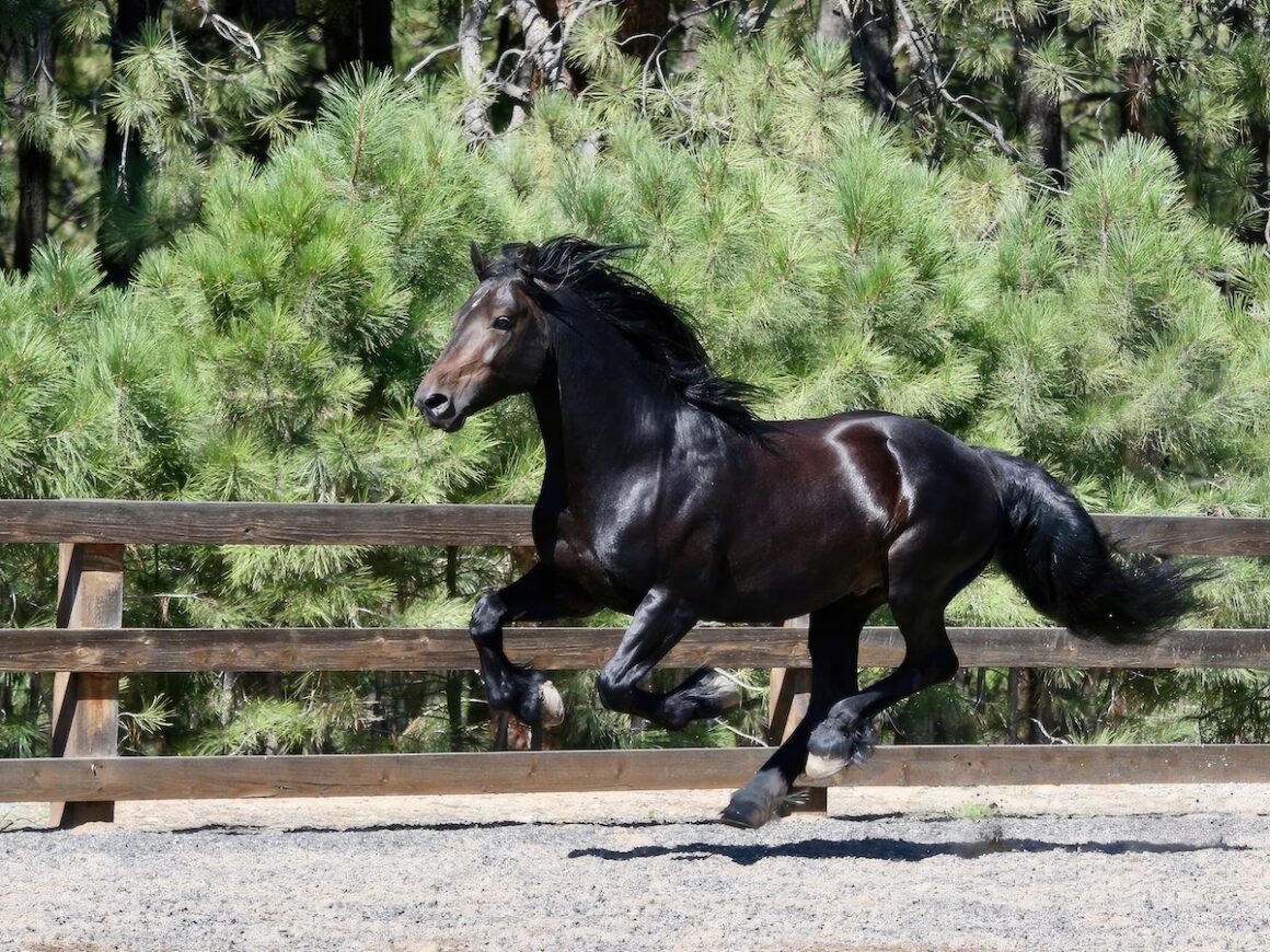 A black welsh cobb stallion galloping