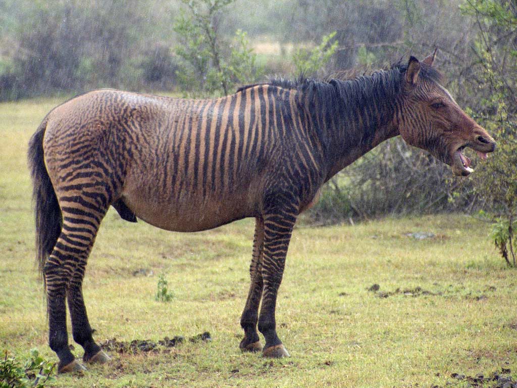 A zorse in an open field