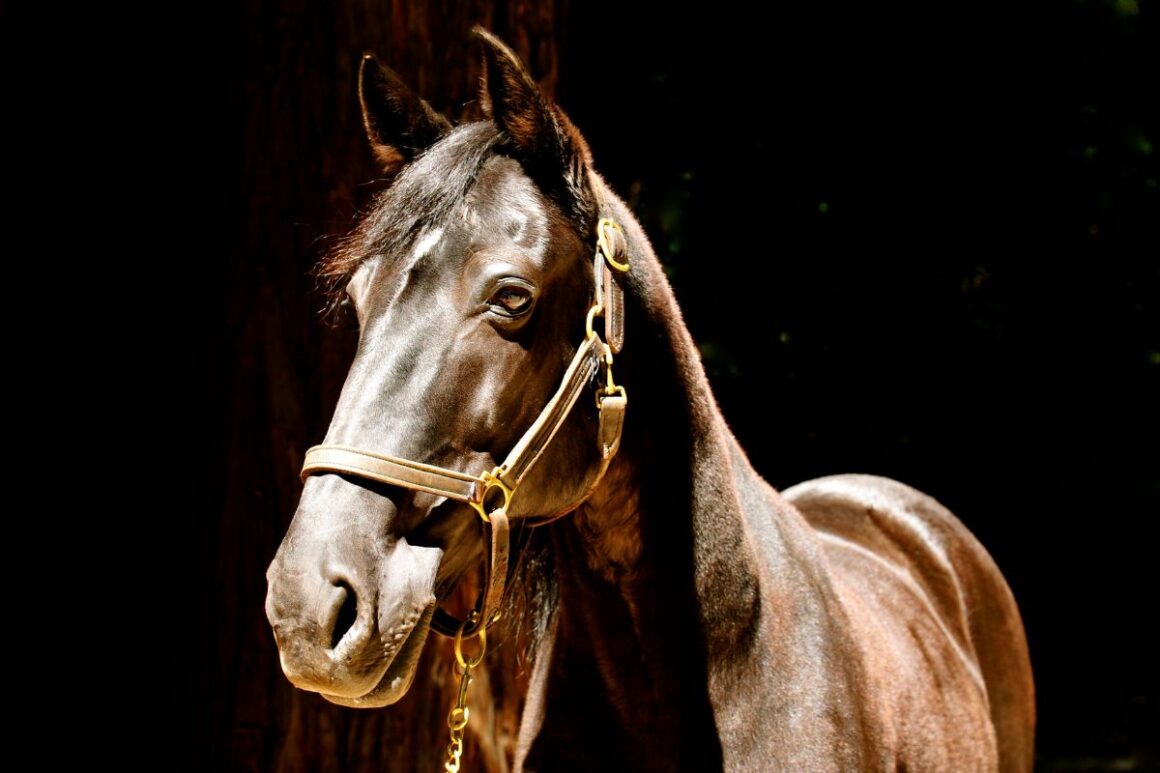 Photo of a brown standardbred horse