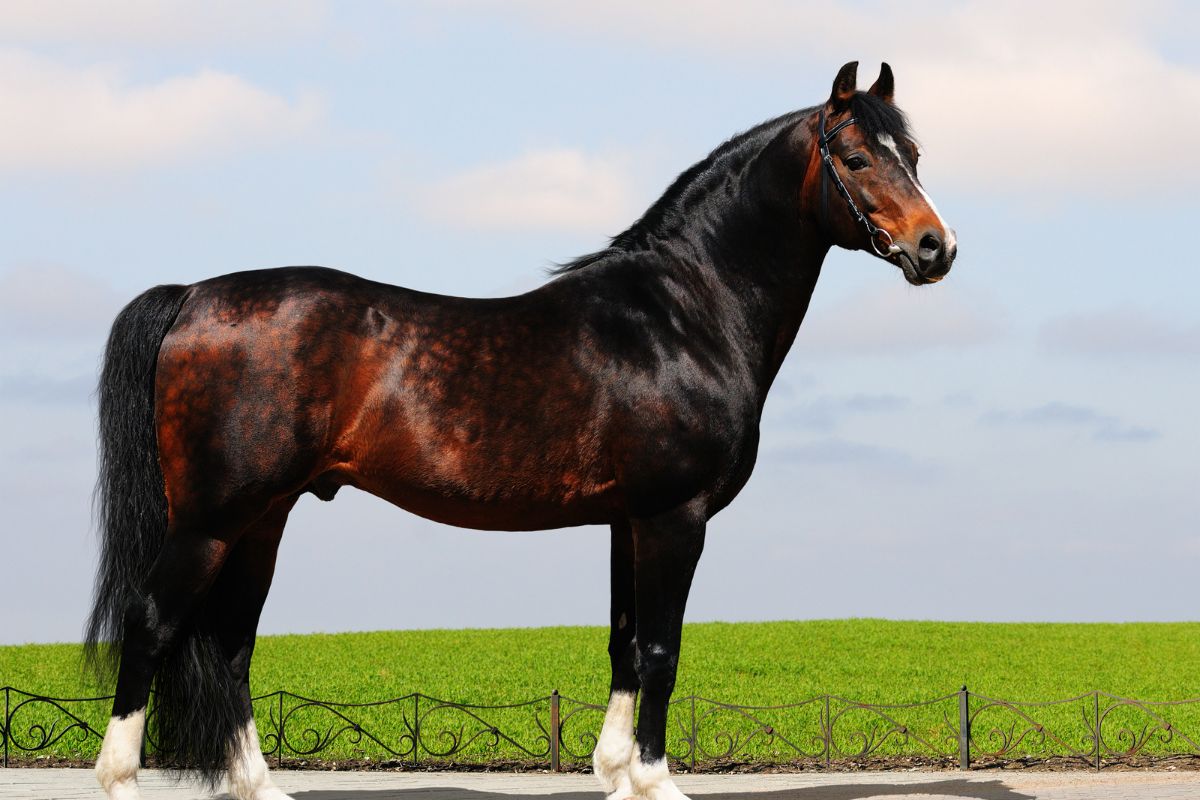 Chestnut Trakehner stallion standing in a road by a field
