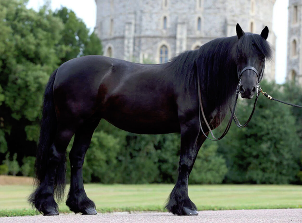A black fell pony
