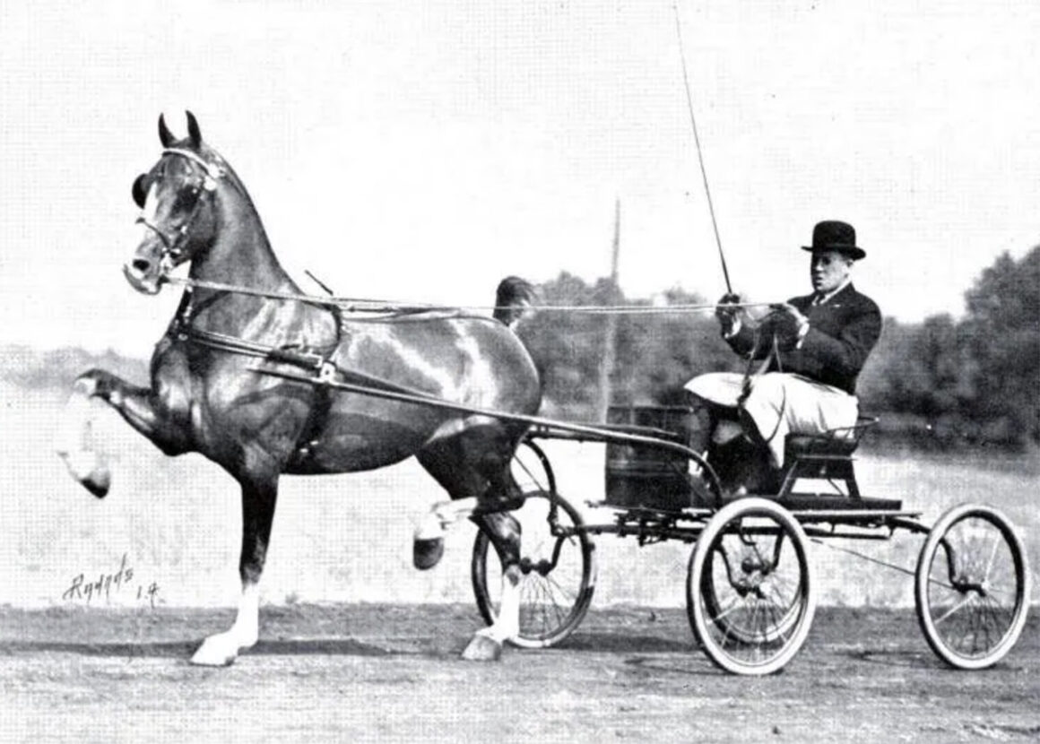 black and white photo of a hackney horse pulling a buggy