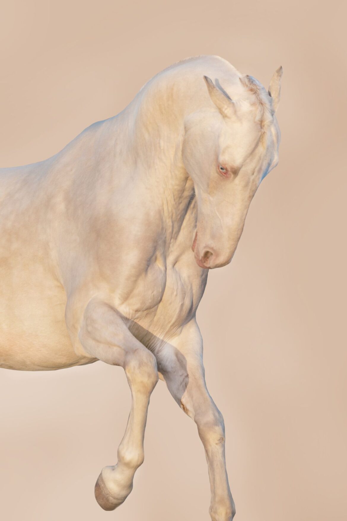 cremello akhele teke horse in the desert