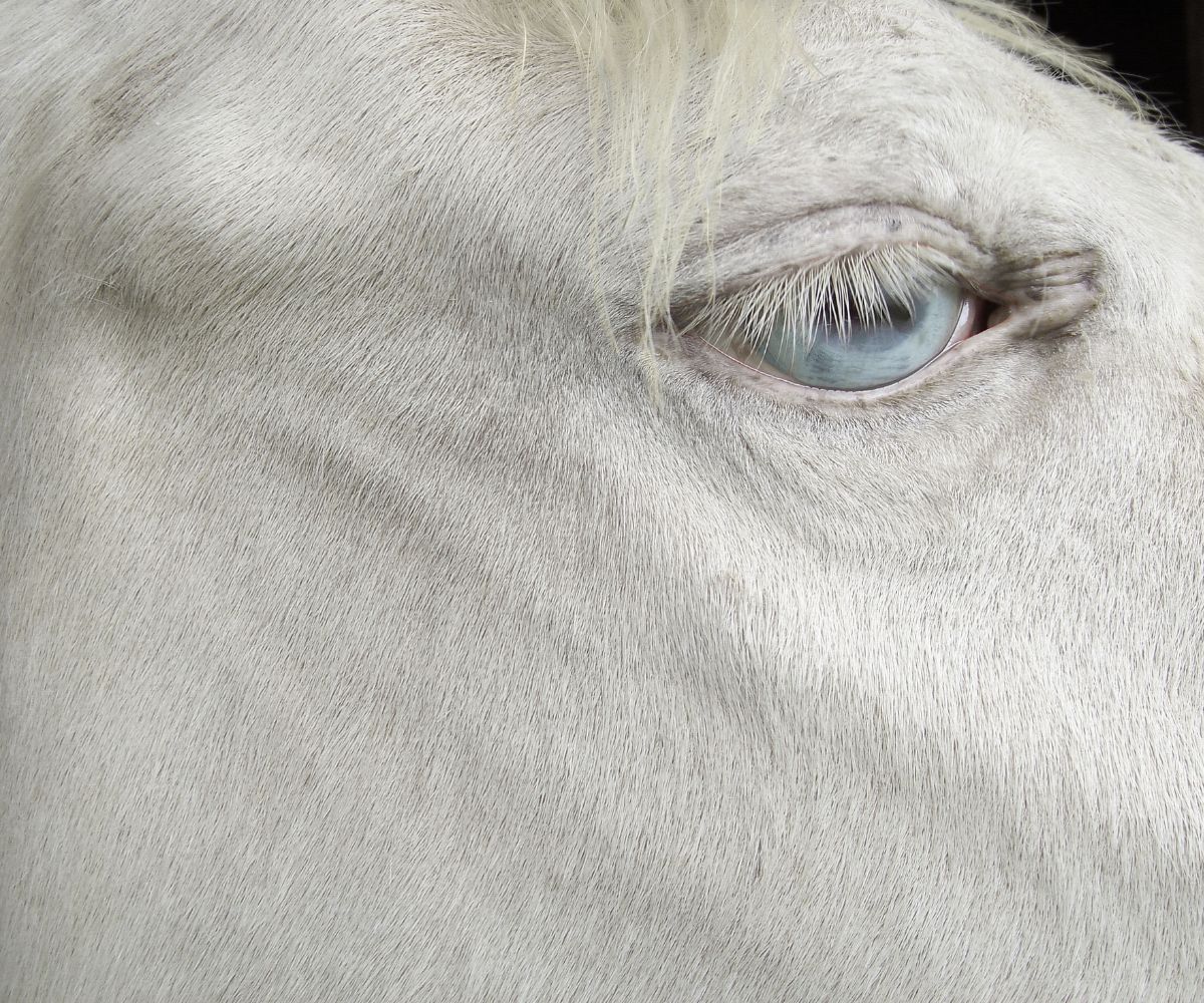 Close up of the blue eye of a cremello horse
