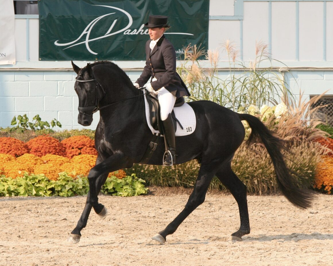 Woman riding a black Hanoverian horse