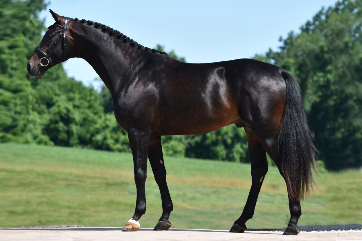 Side view of a black Hanoverian stallion