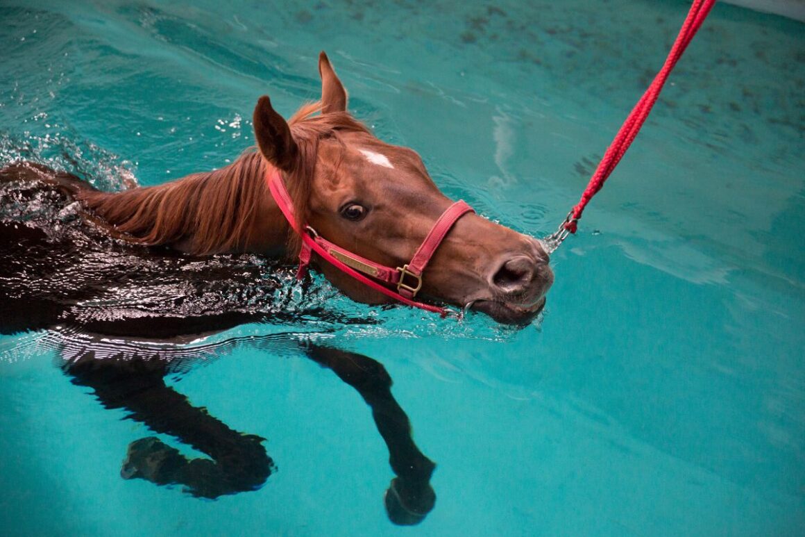 Chestnut horse swimming in a theraputic pool