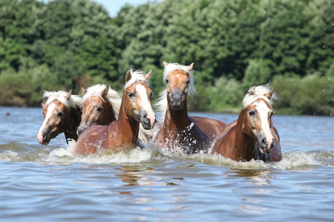 Five palomino horses swimming in a late