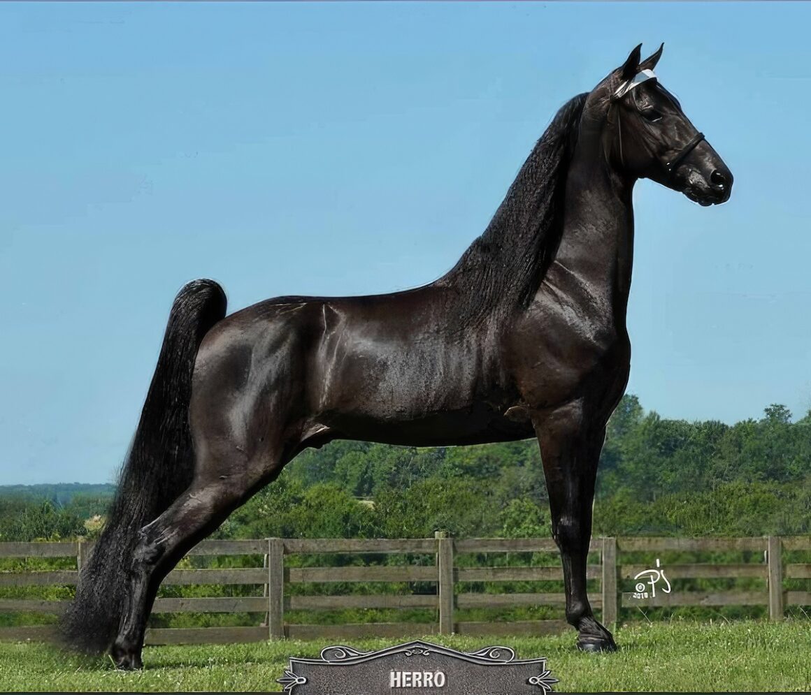 A black racking horse