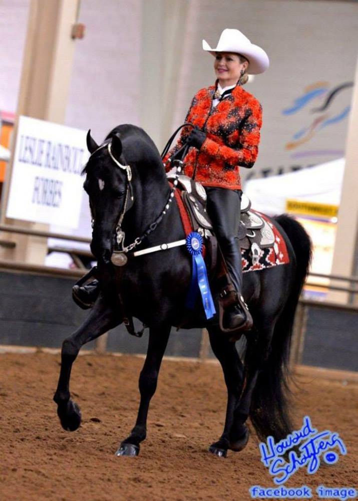 Woman in red coat riding a black Morgan stallion